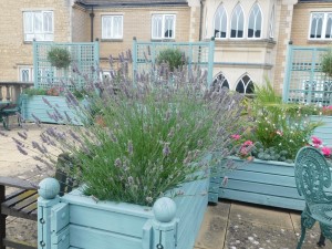 rooftop terrace with herbs in pots